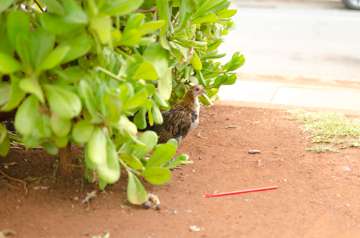 Peekaboo! (Kauai, Hawaii)