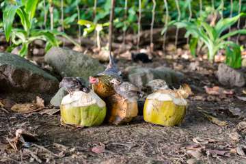 Feral chicks learning to scavenge. (Kauai, Hawaii)