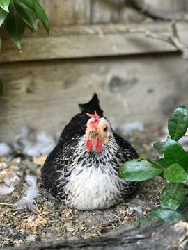 Portrait Mode works on chickens, too.